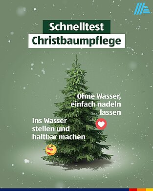 Hofer-Werbung zur Christbaumpflege Grüner Christbaum im Schnee, umgeben von fallenden Schneeflocken. Text "Schnelltest Christbaumpflege" mit zwei Optionen zum Abstimmen: "Ohne Wasser, einfach nadeln lassen" und "Ins Wasser stellen und haltbar machen."