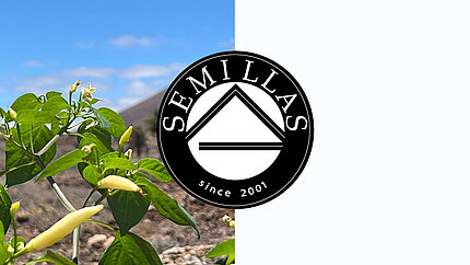 Semillas Logo & Bild einer Chili