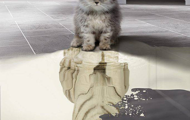 Katze Tiger social media post