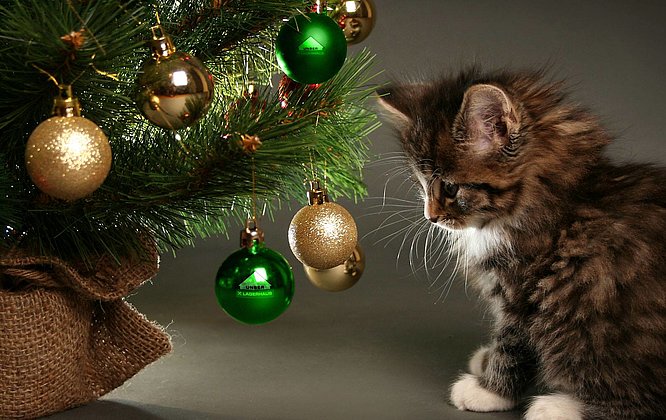 Lagerhaus Katze social media post